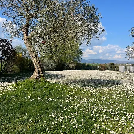 Bellora Willa Cortona